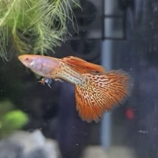 Guppies
