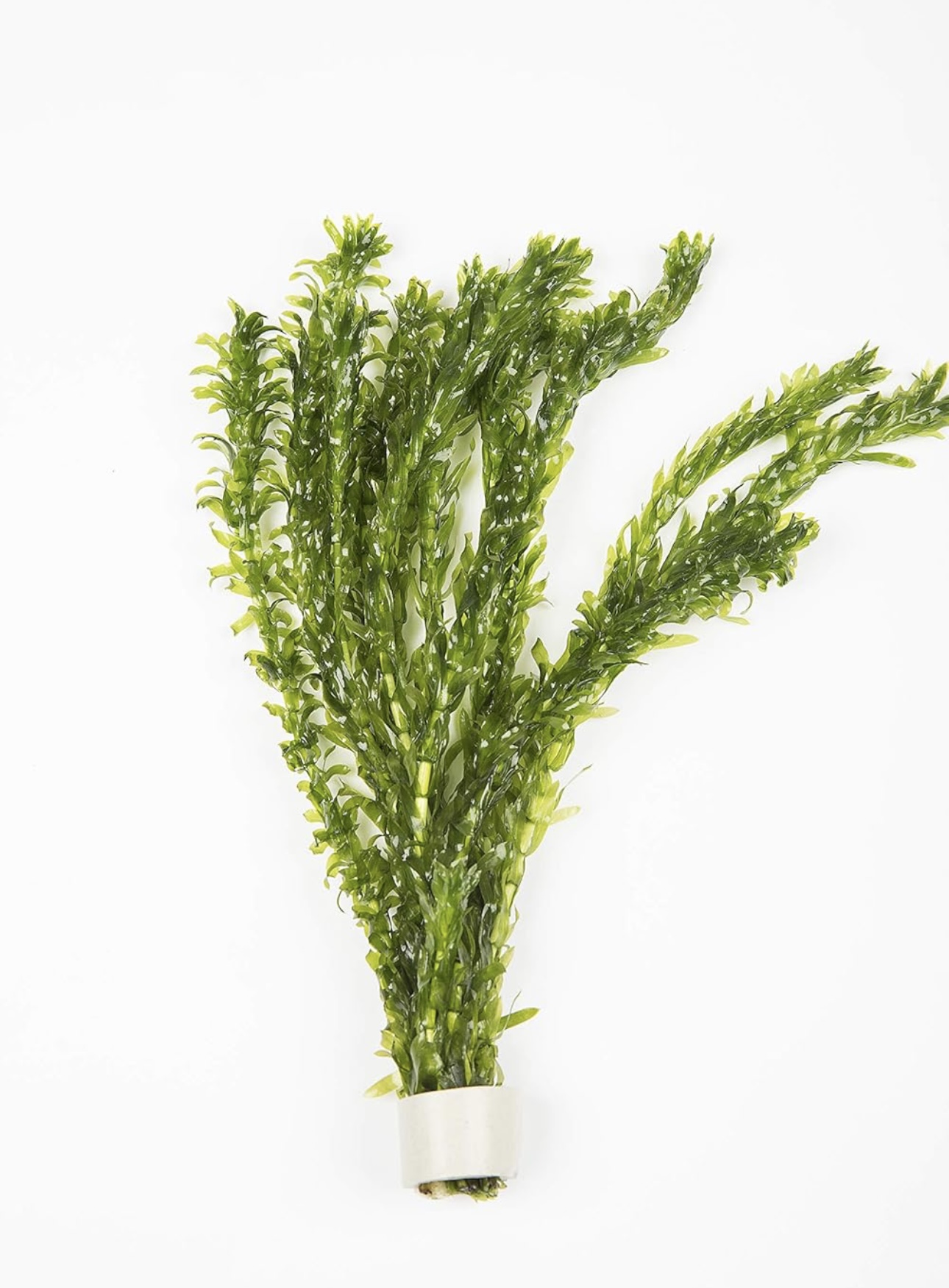 Pond Weed - Egeria densa – Oxygenating Wonder Plant (1 Bunch)