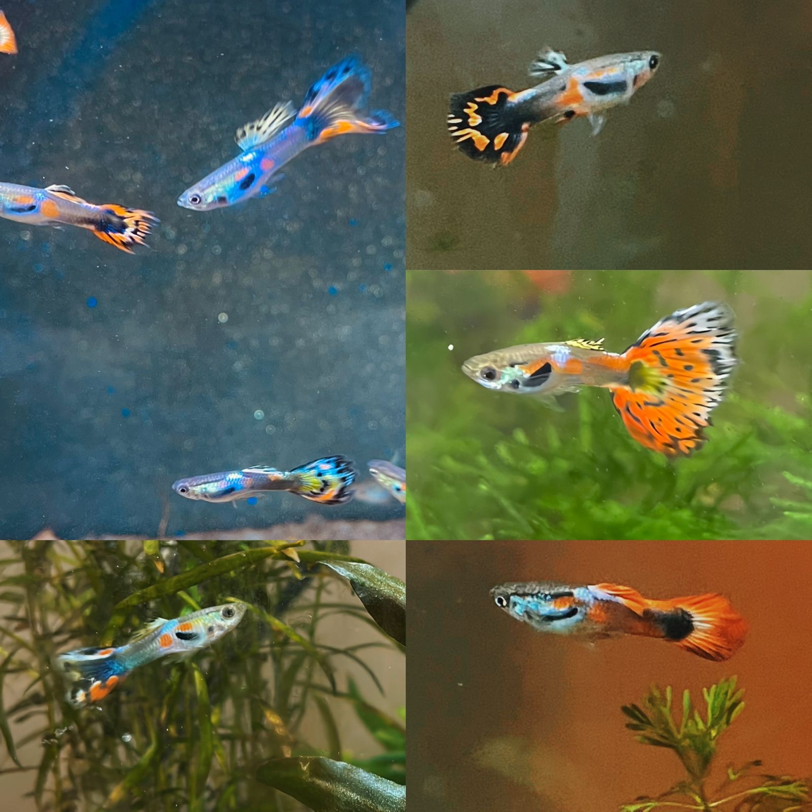 Mixed Male Guppies