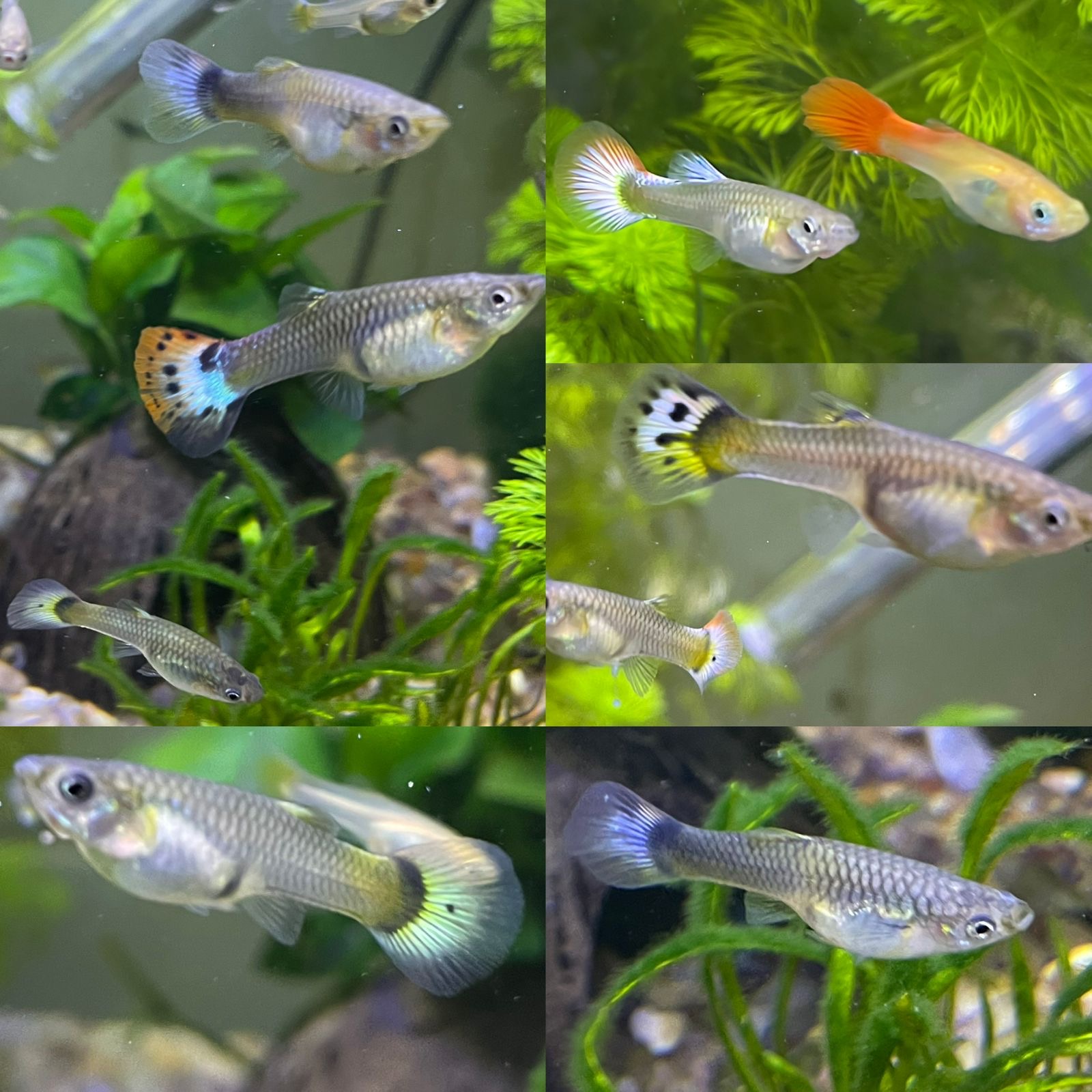 Mixed Female Guppies